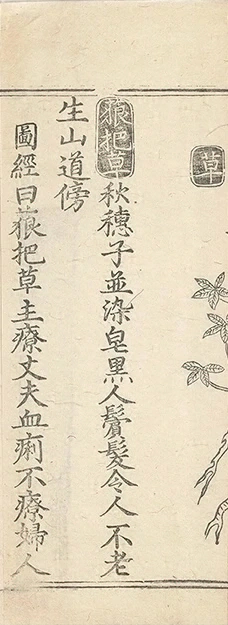 插图