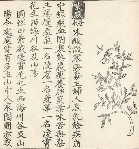 插图