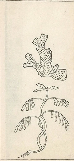 插图