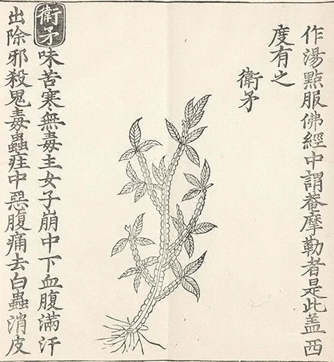 插图