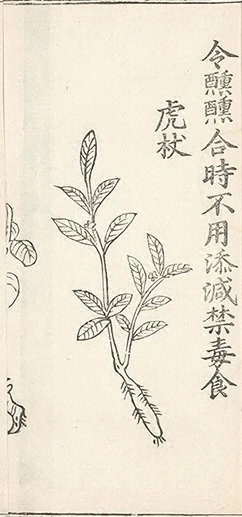 插图