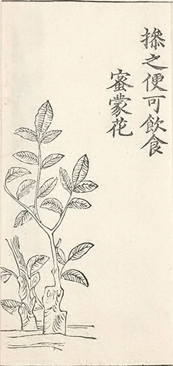 插图