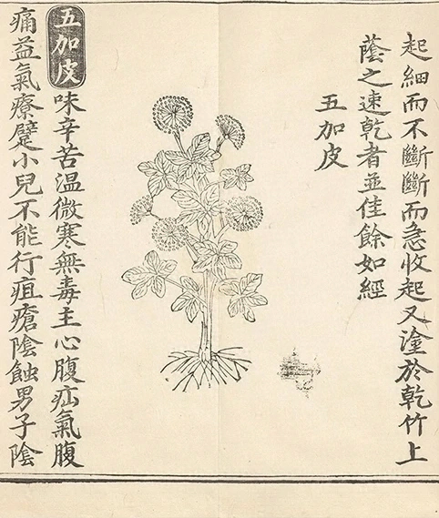 插图