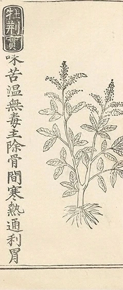 插图