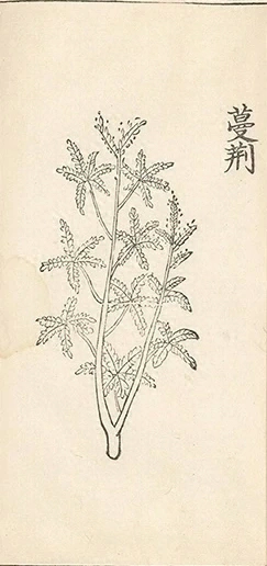 插图