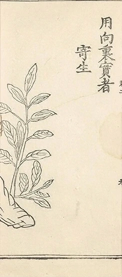 插图