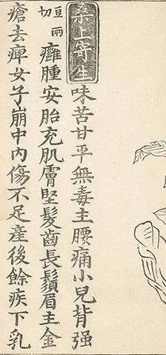 插图
