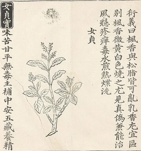 插图