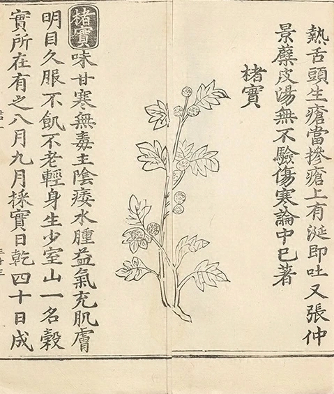 插图