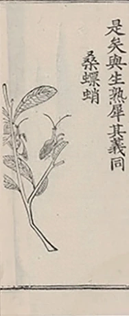 插图