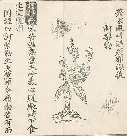 插图