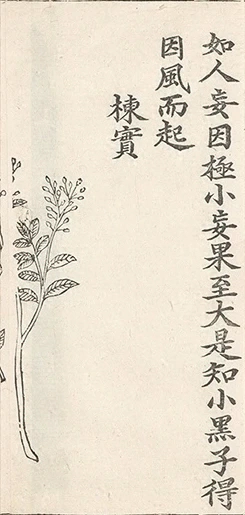 插图