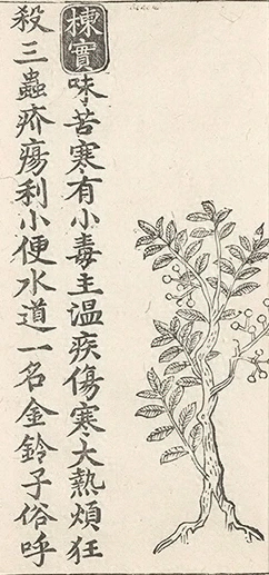 插图
