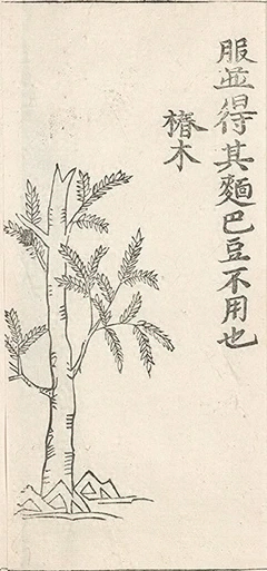 插图