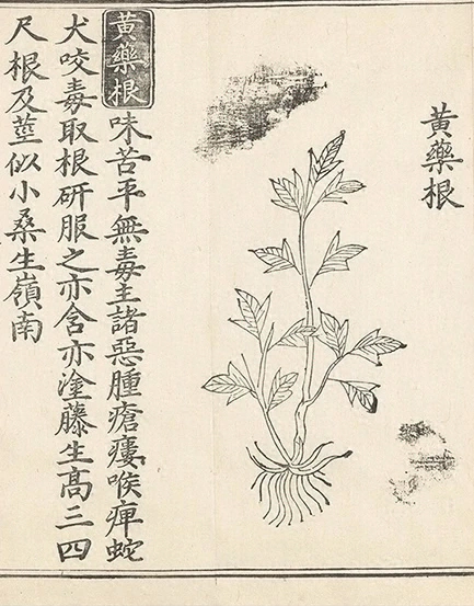 插图