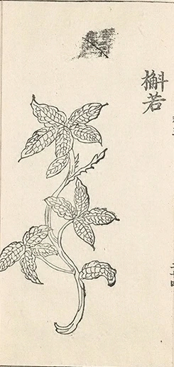 插图