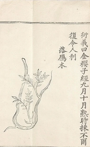 插图
