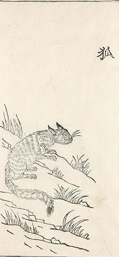插图