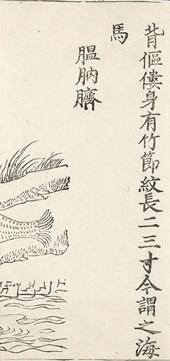 插图