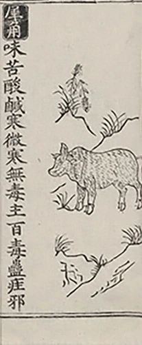 插图