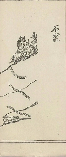 插图