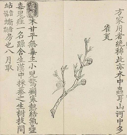 插图