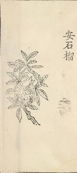 插图