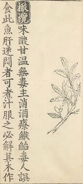 插图