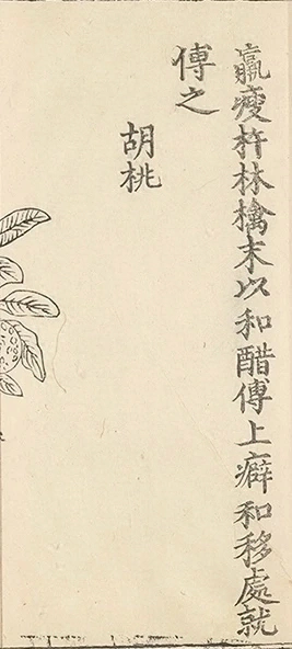 插图