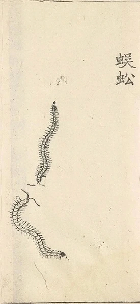插图