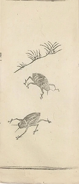 插图