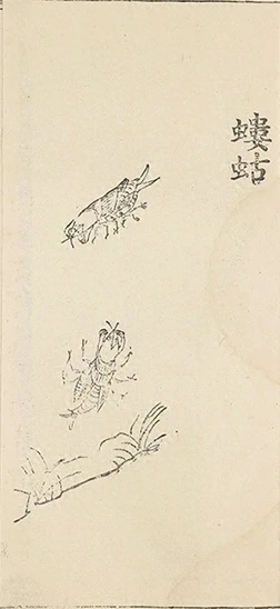 插图