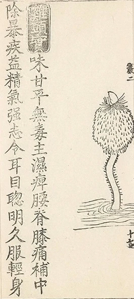 插图