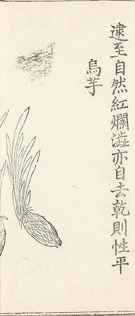 插图