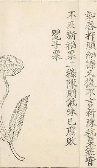 插图
