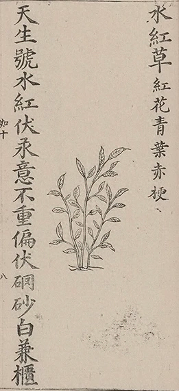插图