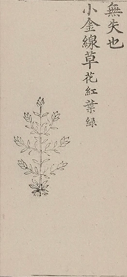 插图